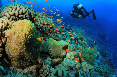 Best Diving Destinations Worldwide