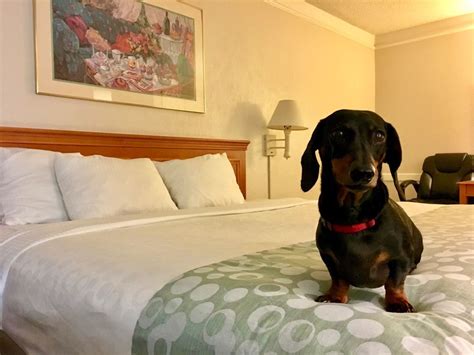 Best Pet Friendly Hotel Ottawa At Randell Aguirre Blog