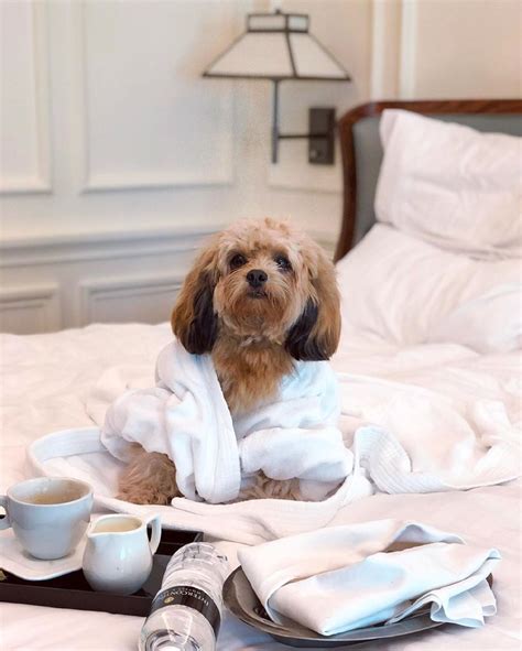 Best Pet Friendly Hotels In Singapore