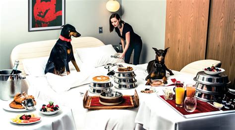 Best Pet Friendly Luxury Resorts In The U S