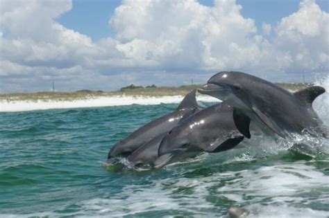 Best Place To Watch Dolphins In Destin Florida Mydestinbeach