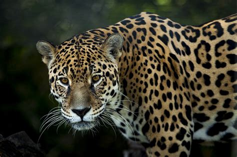 Best Places In The World To See Jaguars In The Wildtravel Experta