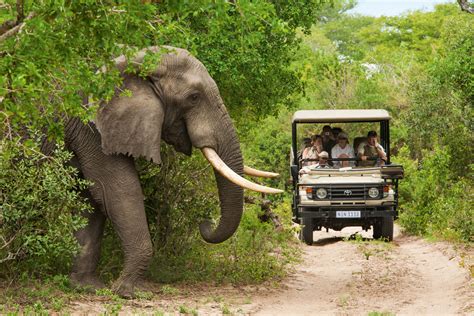 Best Safaris In Africa Top Destinations Packages Cost More