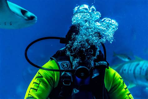 Best Scuba Diving In Caribbean For Beginners Top 8 Spots To Visit