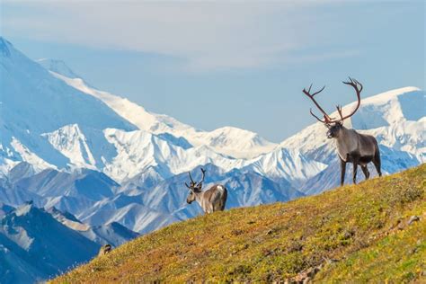 Best Time To Visit Alaska Planetware