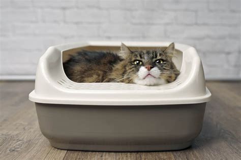 Best Travel Litter Box For Cats