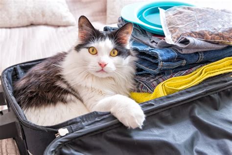 Best Vet Approved Cat Sedatives For Travel Great Pet Care