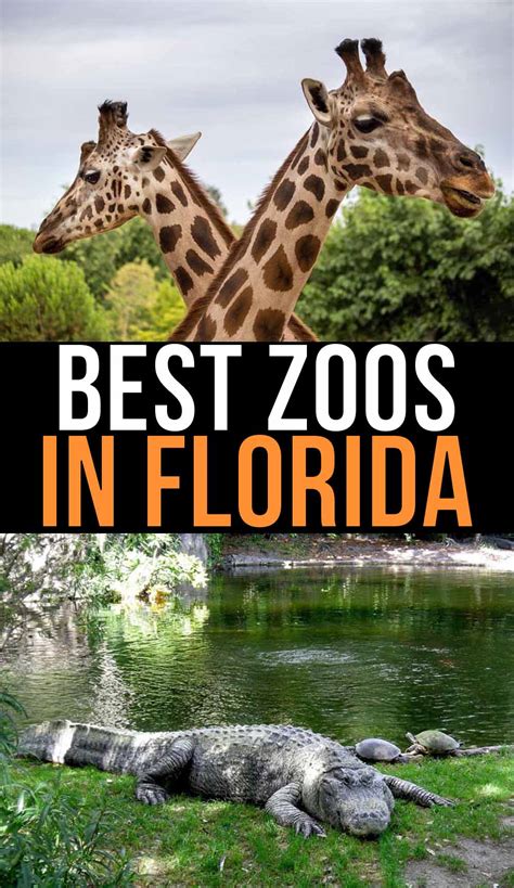 Best Zoos In Florida 14 To Visit This Year A Cowboys Life