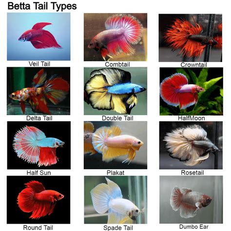 Betta Fish Tail Types 3 Ways To Identify Different Betta Fish Wikihow The Betta Started Out