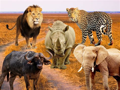 Big 5 Animals In Africa Where To See Them Eco Lodges Anywhere