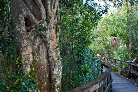 Big Cypress Bend Boardwalk Florida Hikes