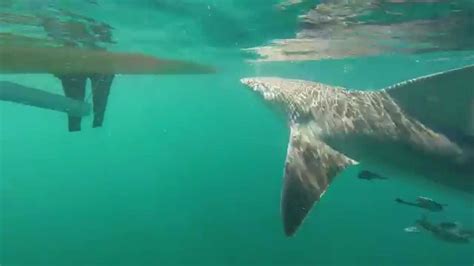 Big Shark Off Destin Fl Youtube