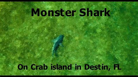 Big Shark On Crab Island In Destin Florida Dji Mavic Pro Youtube