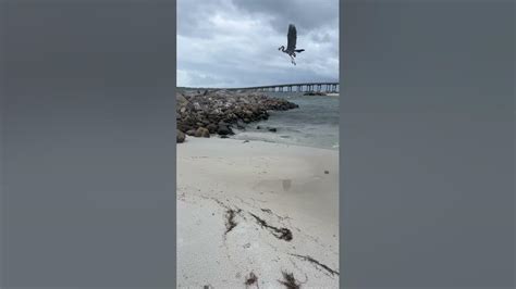 Bird Eats Fish Destin Florida Youtube