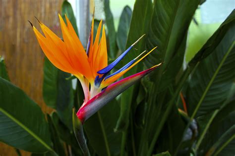 Bird Of Paradise Tropical Flower Famous Plant Found On Island Of Hawaii Stock Image Image Of