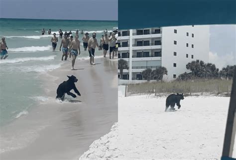 Black Bear Causes Stir Among Beachgoers As It Swims Ashore On Beach In