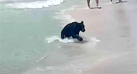 Black Bear Spotted Emerging From Gulf Of Mexico In Destin