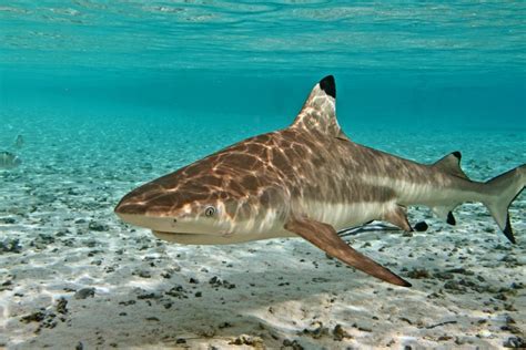 Blacktip Reef Shark Tetiaroa Society