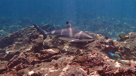 Blacktip Reef Sharks Local Dive Thailand