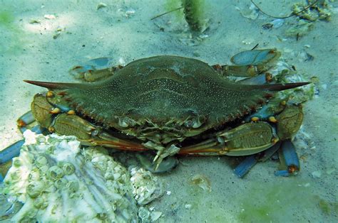 Blue Crab Destin Florida Destin Jetties An Important Co Flickr