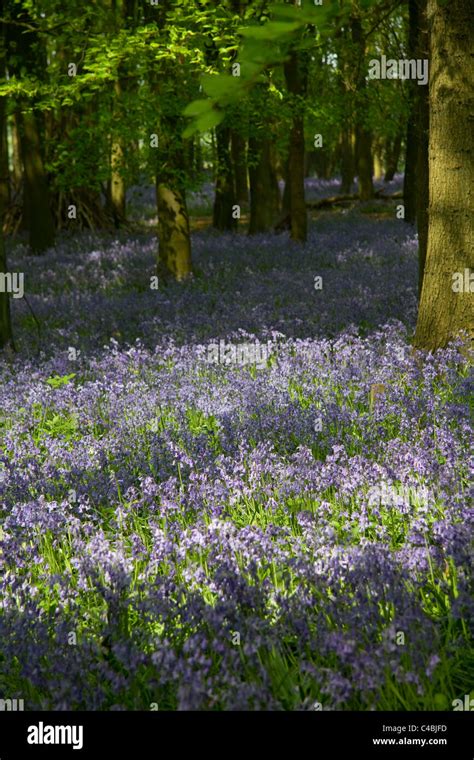 Bluebells Forest Berkhamsted Hertfordshire England Uk Stock Photo