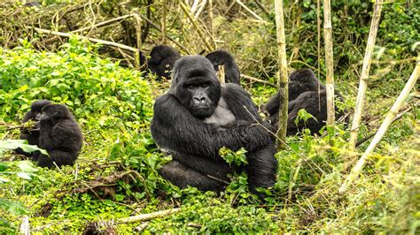 Botswana Safari Gorilla Tracking Experience Kipling Amp Clark