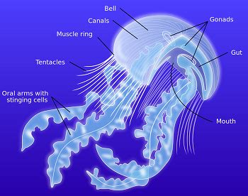 Box Jellyfish Anatomy Movement Adaptations Study Com