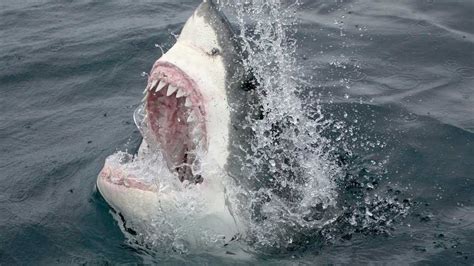 Boy 17 Mauled In Shark Capital Of The World After Dozens Of Attacks And Sightings Shut Down