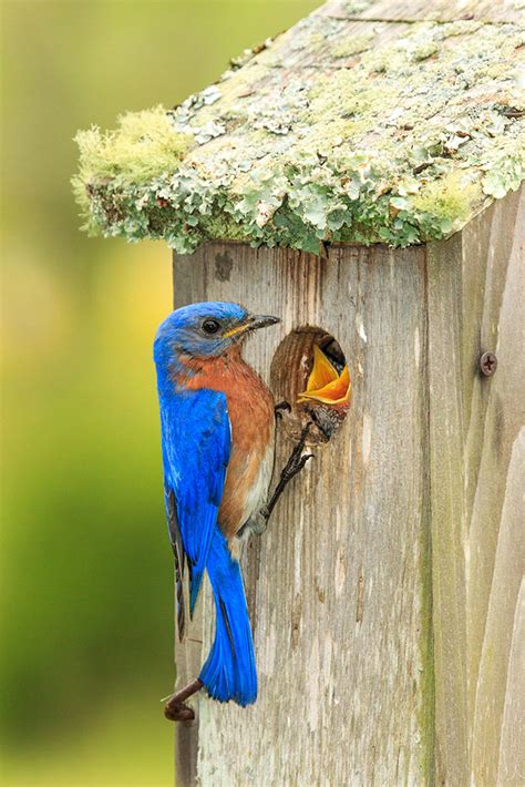 Build A Nest Box To Welcome Spring Birds Audubon