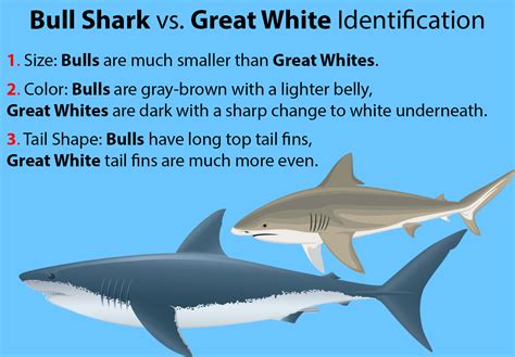 Bull Shark Vs Great White Shark Updated 2023