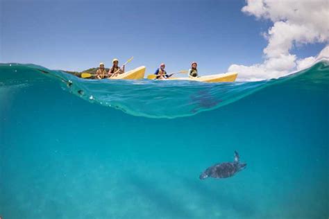 Byron Bay Kayak With Dolphins Tour Getyourguide