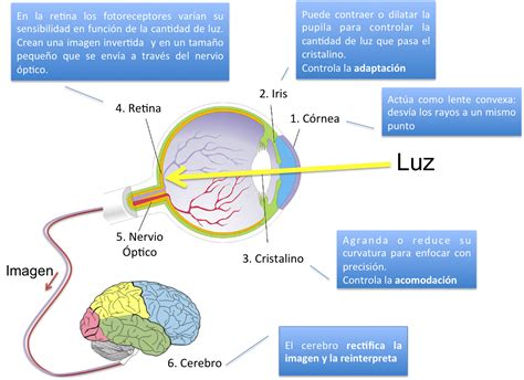 C Mo La Luz Viaja A Trav S Del Ojo Portal Multimedia Cient Fica Y