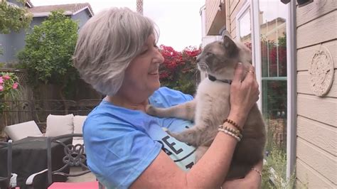 California Cat Travels 800 Miles After Being Lost At Yellowstone