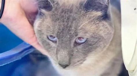 California Lost Cat Travels 800 Miles From Wyoming On Its Own