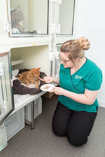 Cambridge Cat Clinic Reviews Dario Hirsch