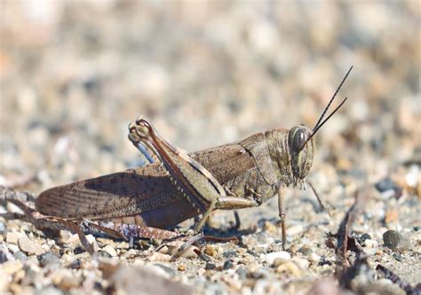 Cambridge Researchers Find Way To Prevent Locust Swarms Expected To Spread With Climate Change