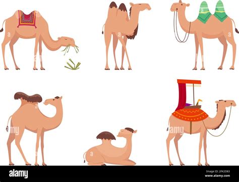 Camel African Desert Egypt Or India Travel Animals Vector Cartoon Camels Illustrations Stock