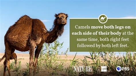 Camel Fact Sheet Blog Nature Pbs