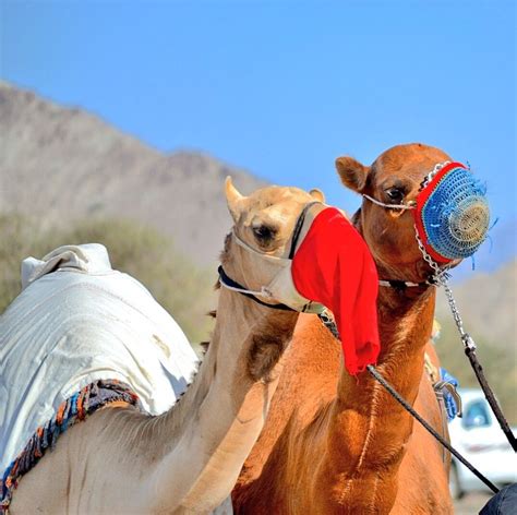 Camels From Oman Camels Horses Animals