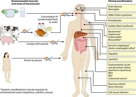 Campylobacter Creative Diagnostics