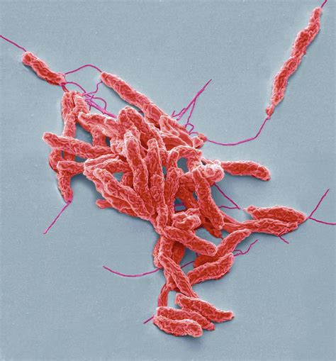 Campylobacter Jejuni Bacteria 5 By Steve Gschmeissner