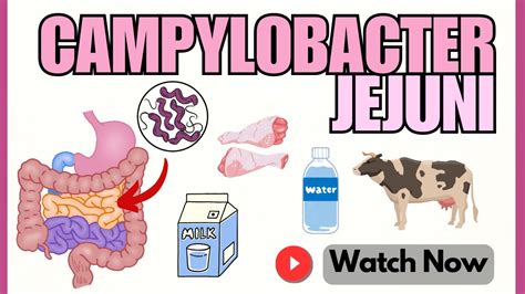 Campylobacter Jejuni Pathogenesis Youtube