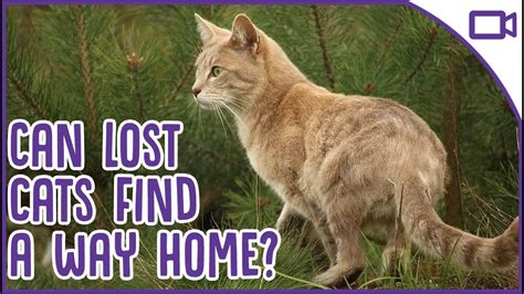 Can Cats Find Their Way Home After Getting Lost Gma News Online