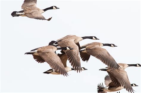 5 Ways Geese Travel South