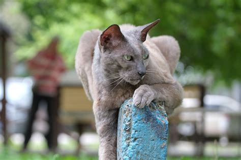 Can Indoor Cats Find Their Way Home