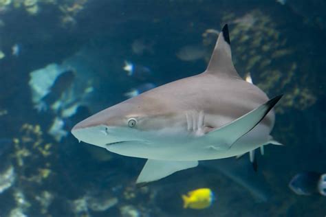 Carcharhinus Melanopterus Blacktip Reef Shark Black Tip Shark Black