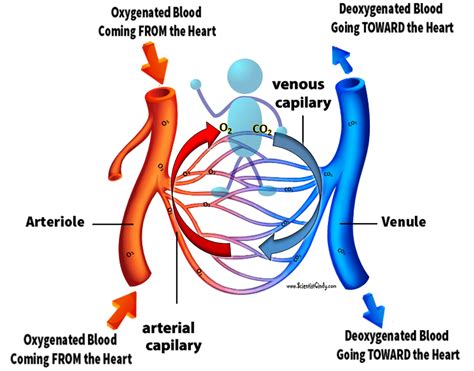 Cardiovascular System Scientist Cindy