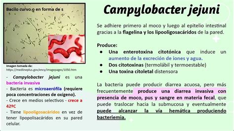 Caso Cl Nico Campylobacter Jejuni