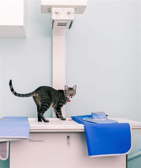 Cat Advanced Diagnostics Destin Fl Cat Clinic Of Destin