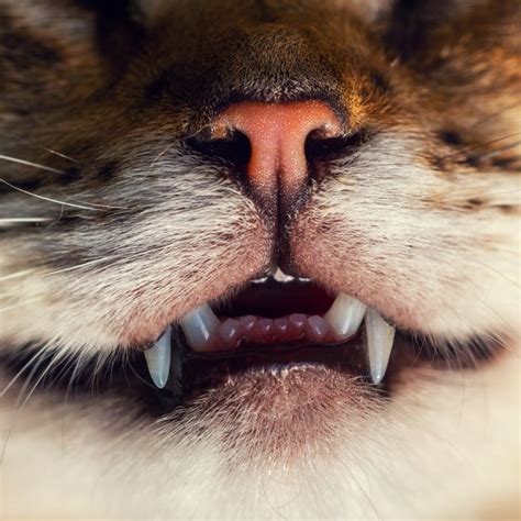 Cat Dentistry Destin Fl Cat Clinic Of Destin